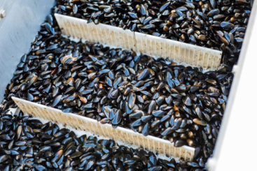 Seed Mussels NP M-550
